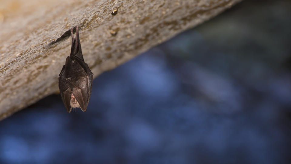 Horseshoe bats are known to carry coronaviruses. Source: Getty