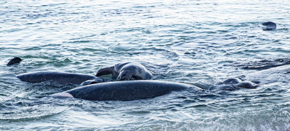 A manatee mating herd is seen off of Bonita Beach near the north end on Wednesday, June 29, 2022. The sea cows can be seen off of area beaches and in the estuaries during this time of year.