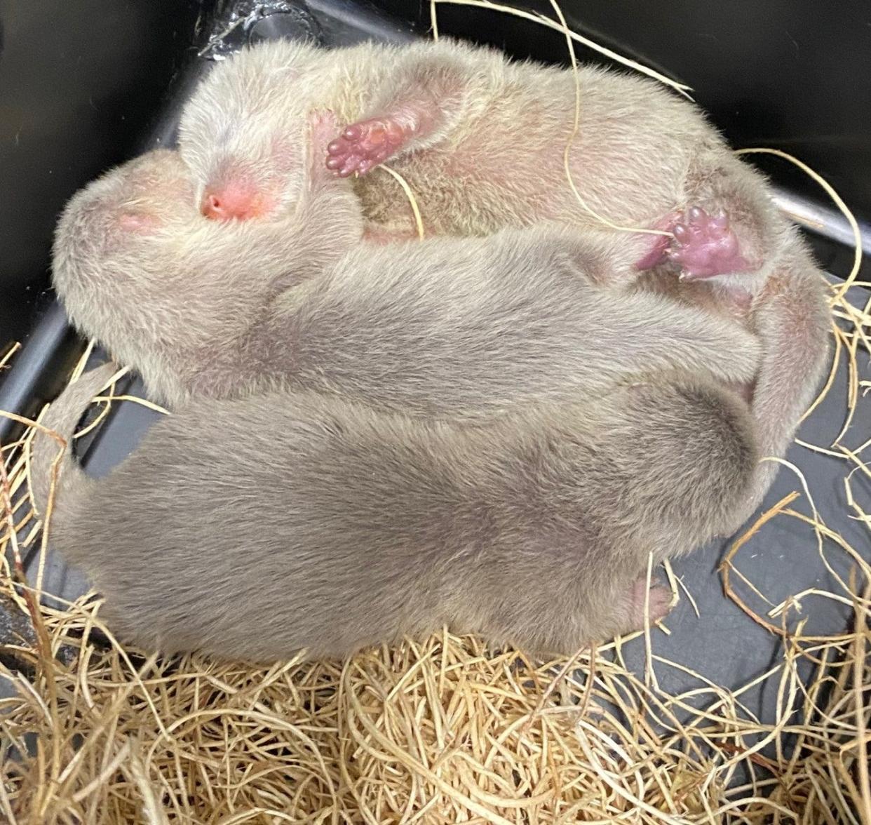 Three female otter pups were recently born at the N.C. Aquarium at Fort Fisher.