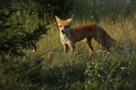 A fox stands in the Chernobyl Exclusion Zone in 2017.