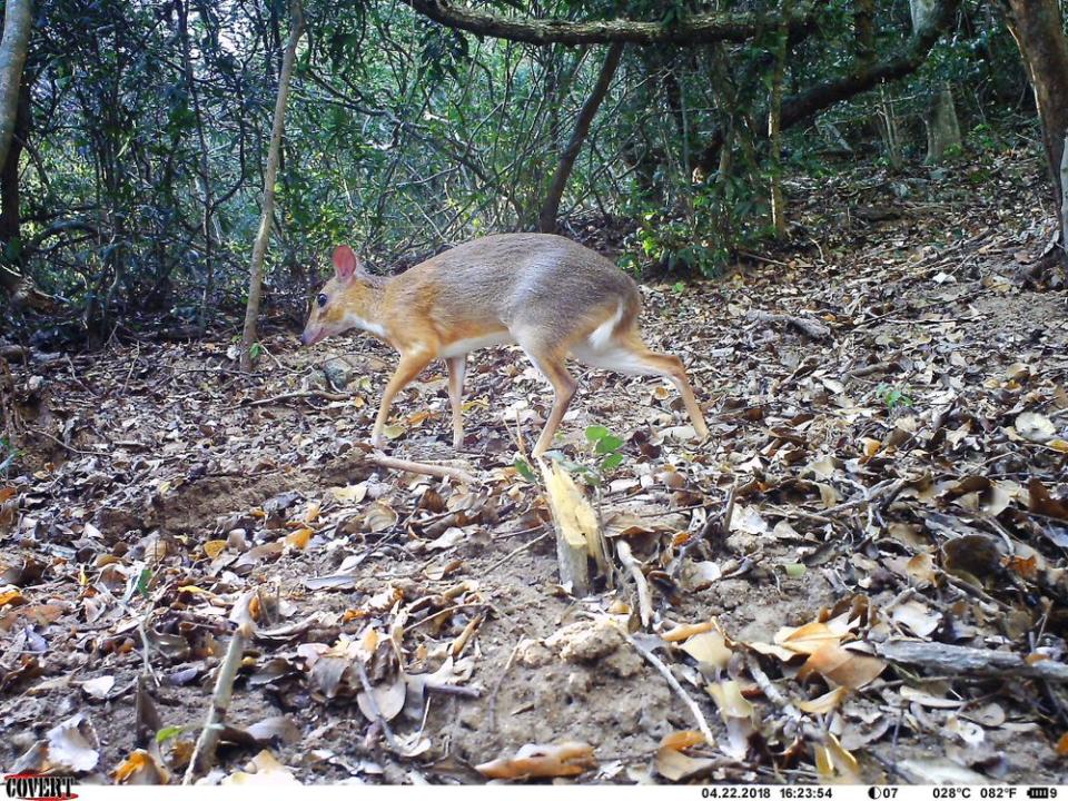 Silver-backed chevrotain | Southern Institute of Ecology/Global Wildlife Conservation/Leibniz Institute for Zoo and Wildlife Research/NCNP