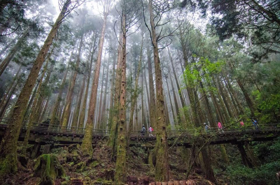 特富野古道（圖片來源：嘉義縣政府）