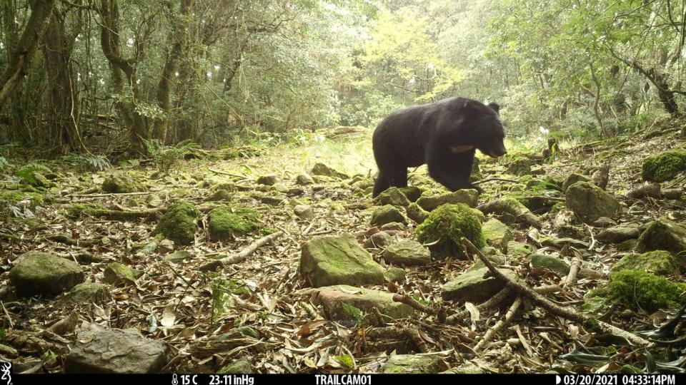 玉山國家公園發現黑熊族群有增長趨勢。玉管處提供
