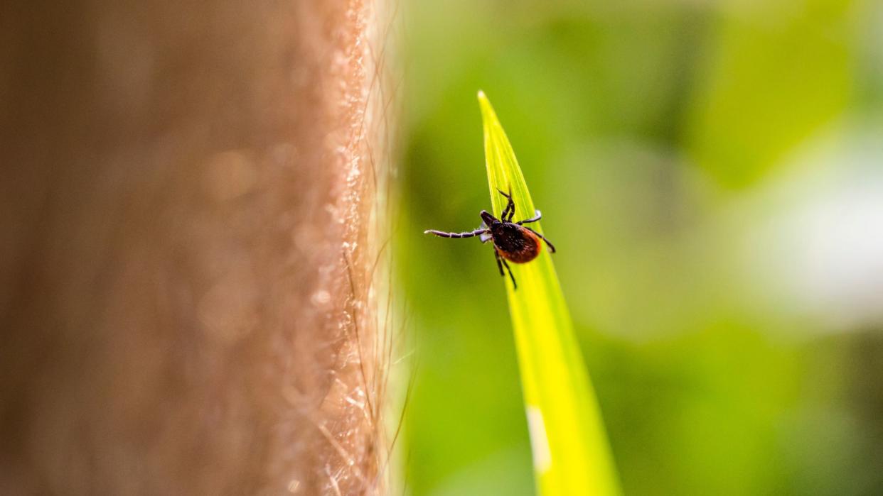  Close up of a black and red tick on a blade of grass reaching for a passing human leg. 