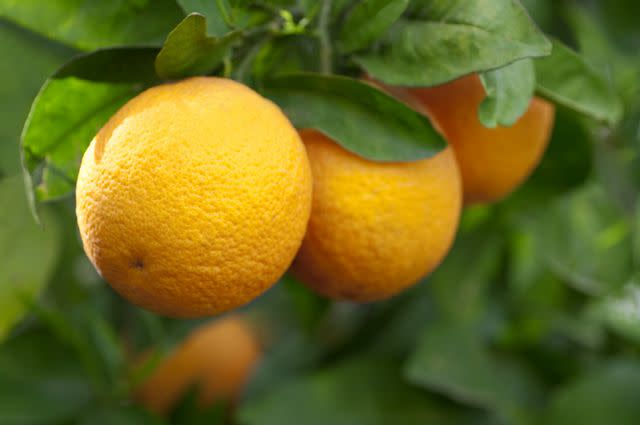 A-S-L / Getty Images Valencia orange ( <i>Citrus</i> x <i>sinensis</i> ‘Valencia') is a sweet orange cultivar known widely as the ideal orange for juicing. It bears almost-seedless fruit in midwinter—Christmas oranges, anyone?—and spring. If you're looking for an earlier ripening, ‘Delta' and ‘Midknight' are good alternatives and produce entirely seedless fruit. These types are moderately resistant to cold in the South; for more cold-hardy citrus, try planting kumquats or satsuma mandarins. <strong>CARE: </strong>Winter citrus is a dose of sunshine in the colder months. In addition to fruit, citrus plants also offer shiny, year-round foliage and bear small, fragrant blossoms. When planted, citrus requires regular water and full sun to ensure it will thrive, hence its profusion in sunny states such as Florida and California. <strong>Learn more about citrus.</strong>