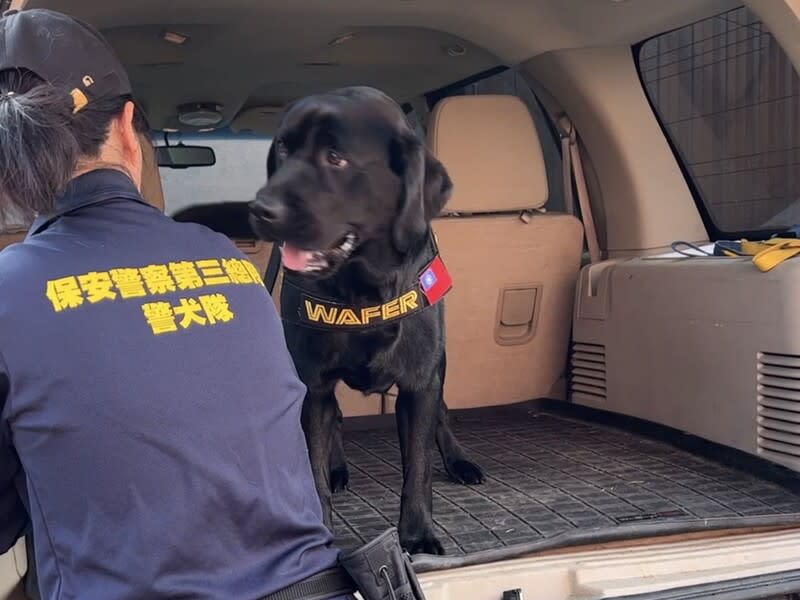 電子產品偵測犬訓練過程 台灣第一隻電子產品偵測犬Wafer（圖）與警政署保 三總隊的領犬員在美國訓練，模擬車上搜尋證物。 （駐洛杉磯辦事處/警政署提供） 中央社記者林宏翰傳真  112年8月31日
