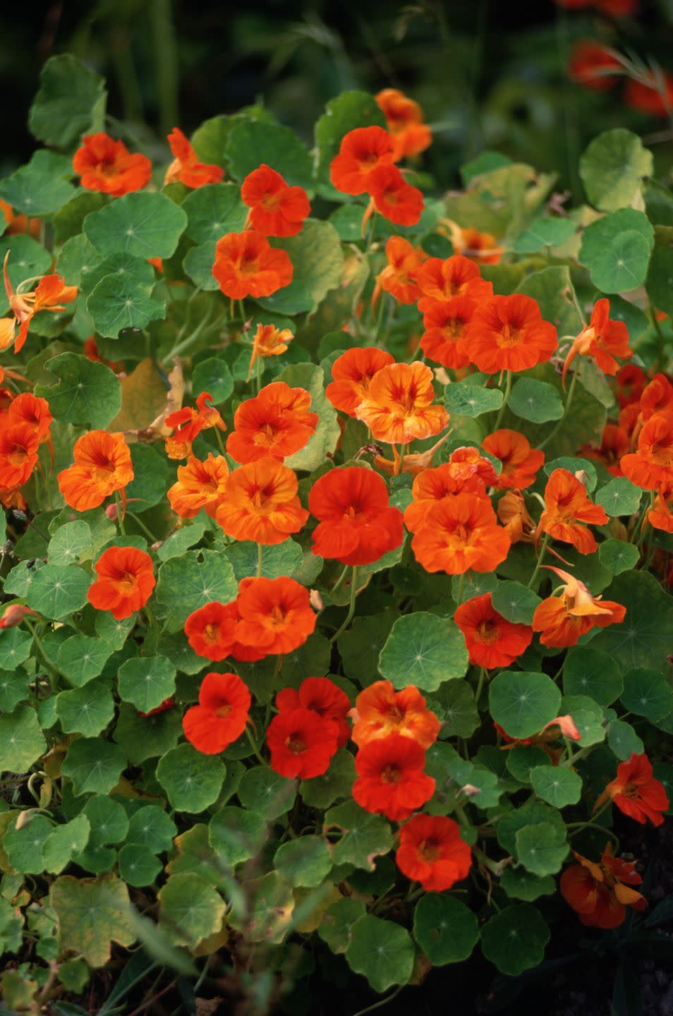 <p>These cheery annuals are easy to grow from seed. (Soak them first overnight to help them sprout faster.) Their beautiful round leaves and cheery flowers work well in containers and beds, but they also can be trained up a trellis. Bonus: The leaves and flowers are edible! They like full sun. </p><p><a class="link " href="https://go.redirectingat.com?id=74968X1596630&url=https%3A%2F%2Fwww.burpee.com%2Fflowers%2Fnasturtium%2Fnasturtium-alaska-mix-46920A.html%3Fgclid%3DCjwKCAjwv_iEBhASEiwARoemvGqOJZPWDL4JGsMhzgJoNK9Fl2FYilNLQvU_lMys3ssI38FTT4ZvKBoCTvMQAvD_BwE&sref=https%3A%2F%2Fwww.countryliving.com%2Fgardening%2Fgarden-ideas%2Fadvice%2Fg1456%2Ffast-growing-vines%2F" rel="nofollow noopener" target="_blank" data-ylk="slk:SHOP NASTURTIUMS;elm:context_link;itc:0;sec:content-canvas">SHOP NASTURTIUMS</a></p>