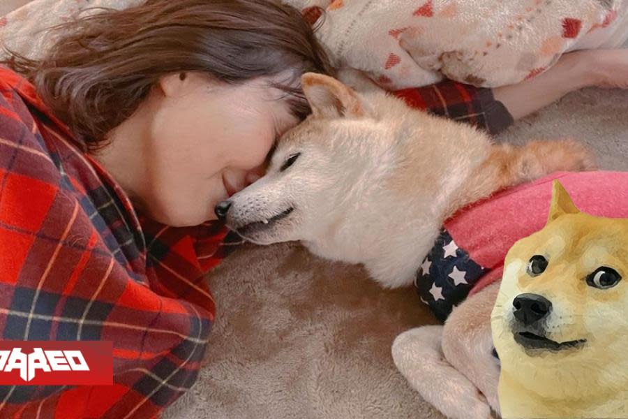 La famosa perrita meme y cara de los Dogecoin se encuentra en una “situación muy peligrosa” de salud