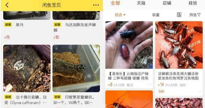 中國大陸淘寶、閒魚網站，竟有賣家販售蟑螂，甚至喊價到每隻100元。（圖／翻攝自上觀新聞）