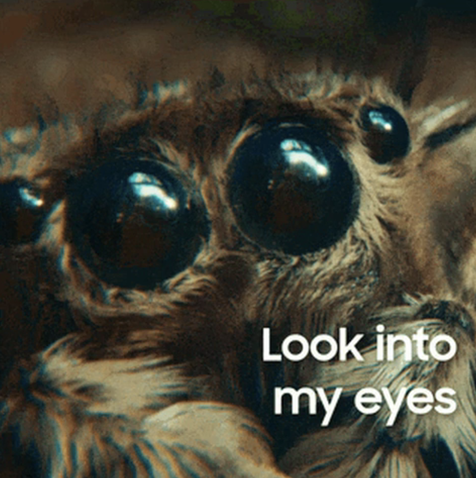 Close-up of a spider with text "Look into my eyes"