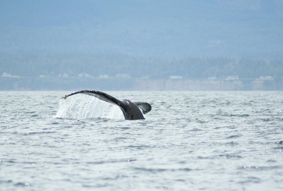 Our next whale sighting confirmed…