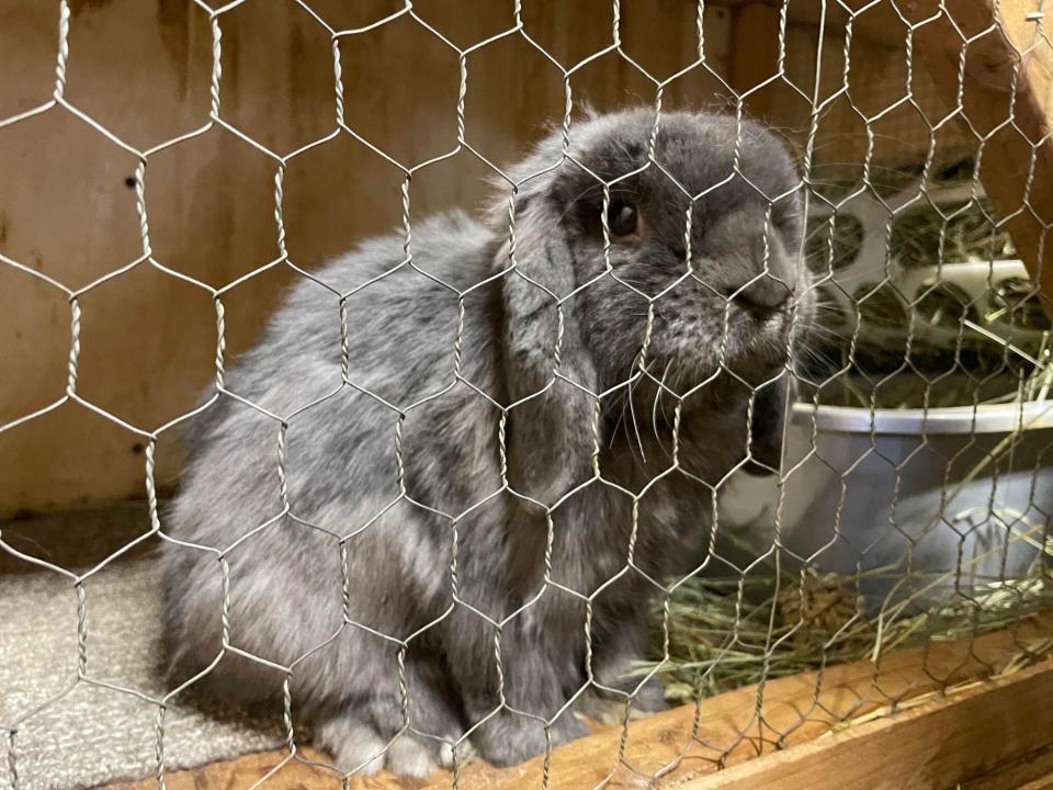 Hundreds of rabbits were seized from a Puyallup home on Thursday after Pierce County Animal Control officers served a search warrant as part of an animal cruelty investigation.
