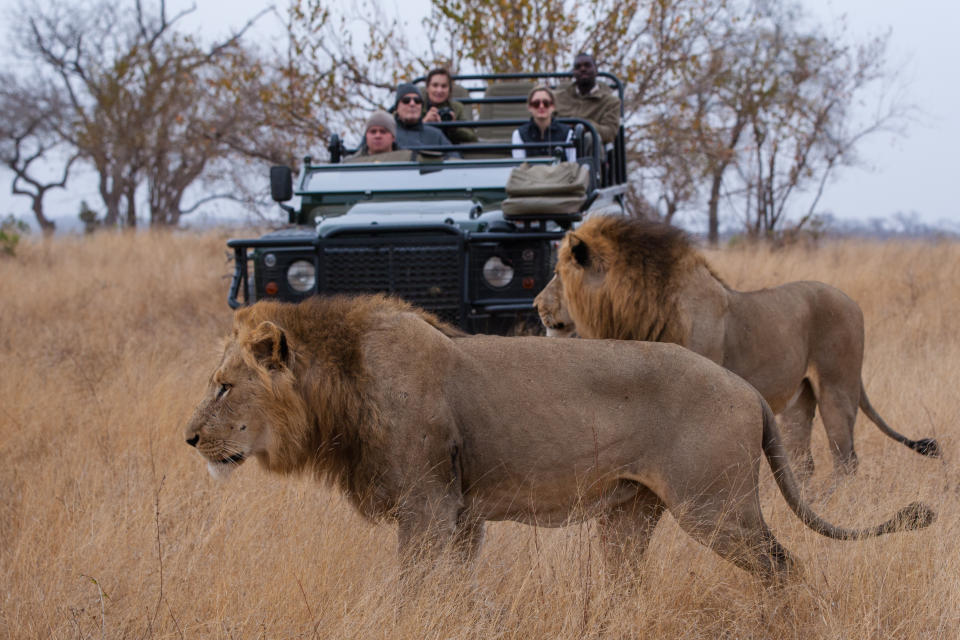 People travel from all over the world to see apex predators like lions (pictured) in the wild.