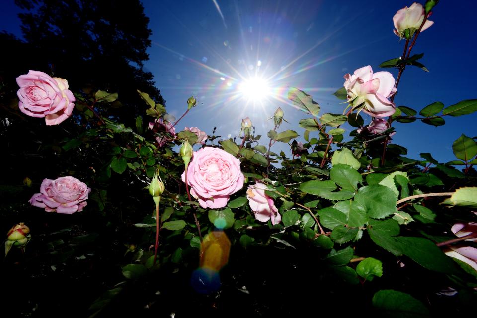 The Horace McFarland Rose in the gardens of the American Rose Society in Shreveport on April 3, 2024.