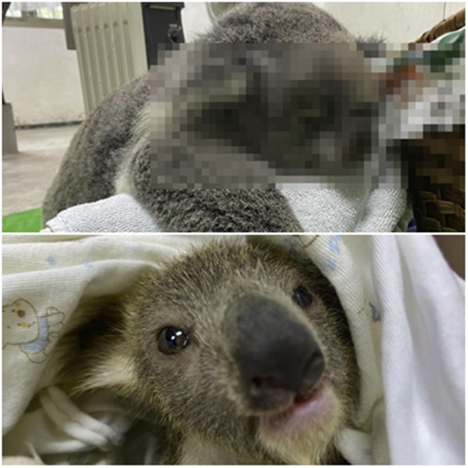 無尾熊Grace走了 北市動物園：染急性白血病忍痛安樂死