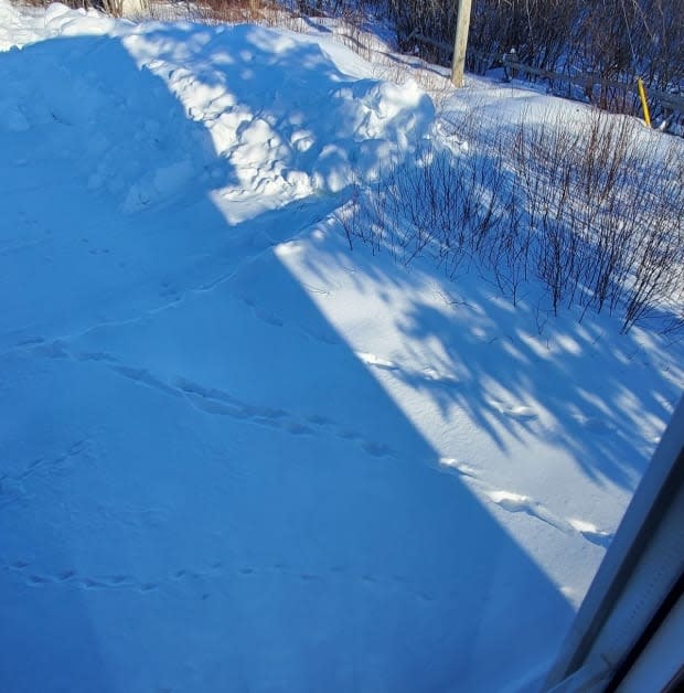 Port Hope resident Yvette Stugnell shared this photo of wolf tracks coming down her driveway and past her window. (Submitted by Yvette Strugnell - image credit)