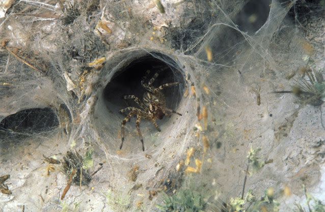 Customers are often given the wrong information and insecticide does not completely exterminate the spiders. Photo: Getty