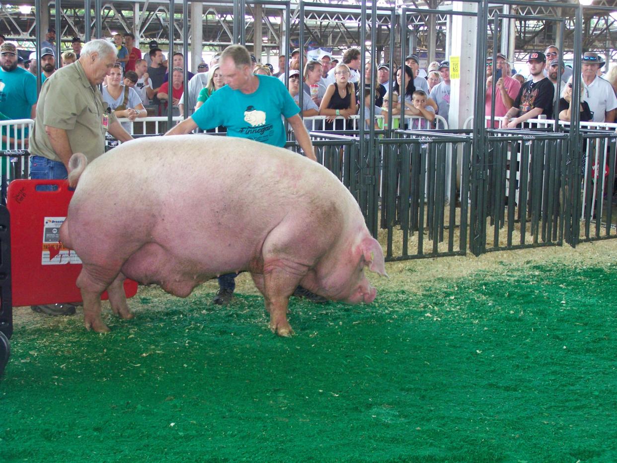 Bryan Britt of Monticello set the new record for Big Boar at the Iowa State Fair on Thursday tipping the scales at 1,420 pounds.