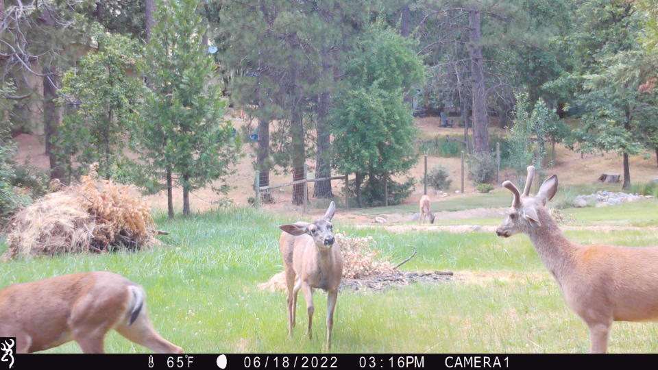 StrikeForce cam deer