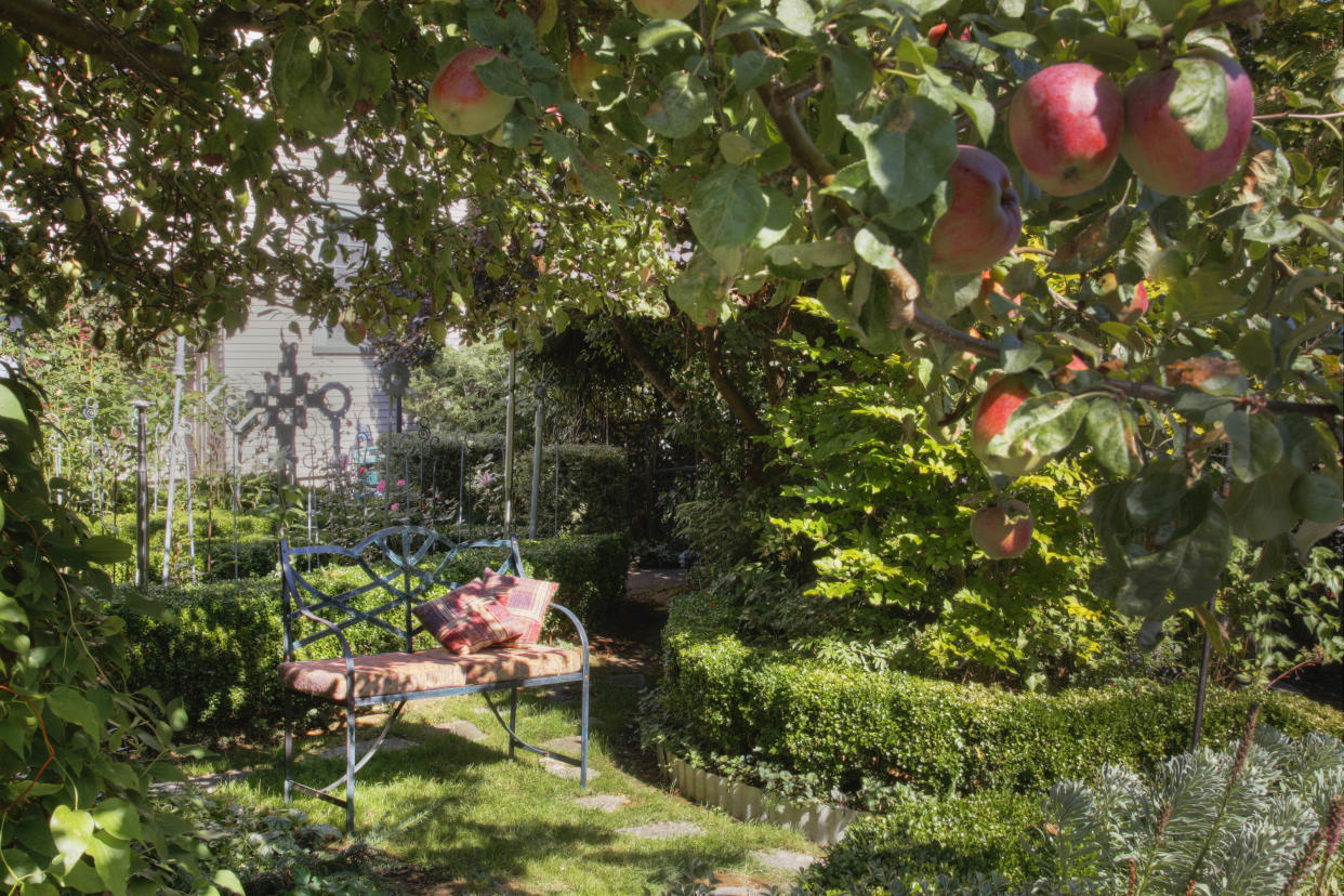  A small yard with apple trees and a small metal bench. 