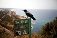 A crow perches on a sign post as the coastline of the Mediterranean Sea is seen in the background, near Rosh Hanikra, northern Israel