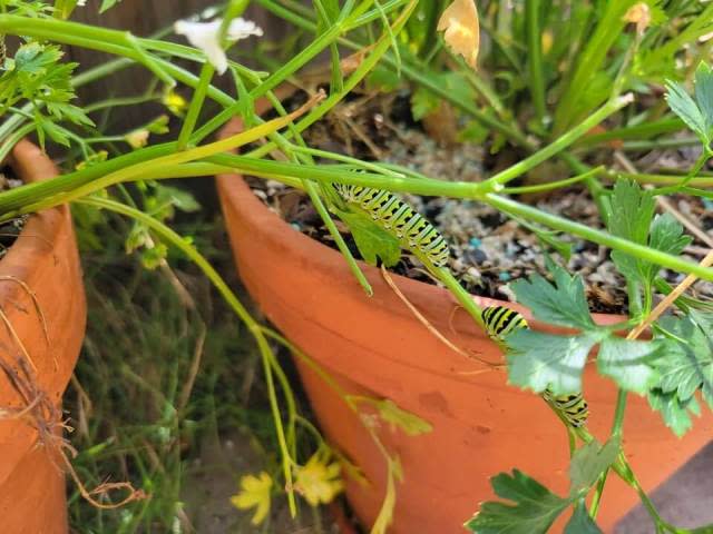 Very Hungry Caterpillar