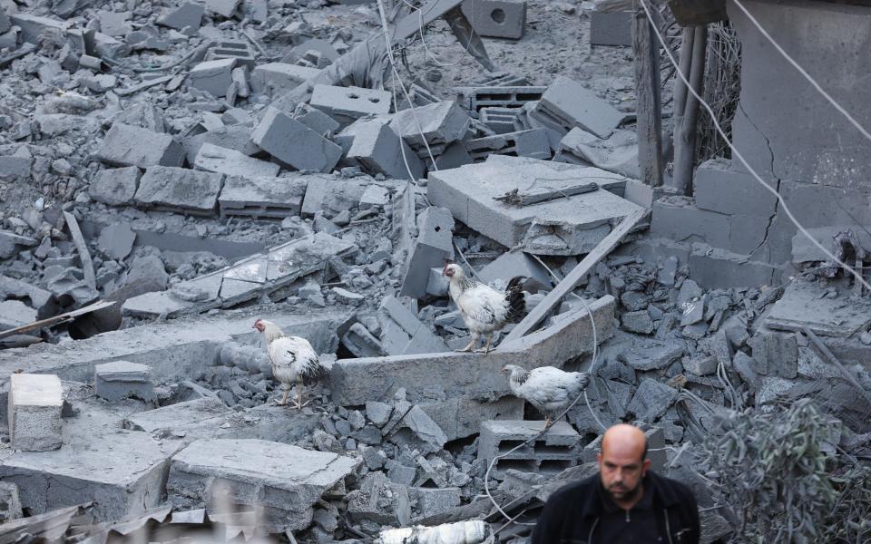 Chickens walk on top of rubble, at the site of Israeli strikes on a residential area