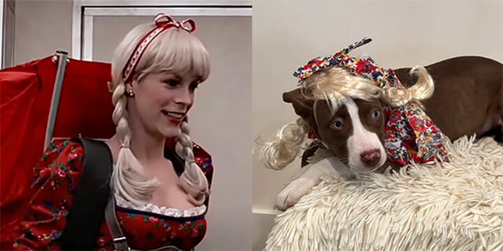 Rescue Dogs Dress Up As Characters from Jamie Lee Curtis Films to Honor Her 2023 SAG Awards Win