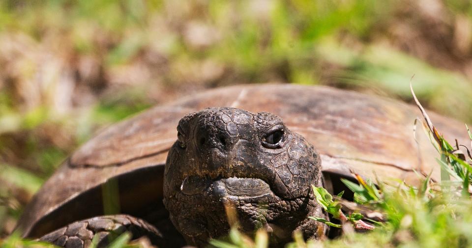 A gopher tortoise soaks up the sun on a parcel of land on Marco Island on Tuesday, July 25, 2023.  The City of Marco Island wanted Collier County to purchase the land through its Conservation Collier acquisition program but the County Commission let the proposal die without a vote.