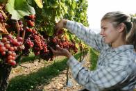 <b>BINGEN, GERMANY </b><br>Field worker Anna uses a knife to pick gewuerztramine grapes during a harvest in a vineyard at Rochus mountain in Bingen at Rhine, Germany. Bingen am Rhein is a town at the confluence of the Rhein and Nahe rivers.