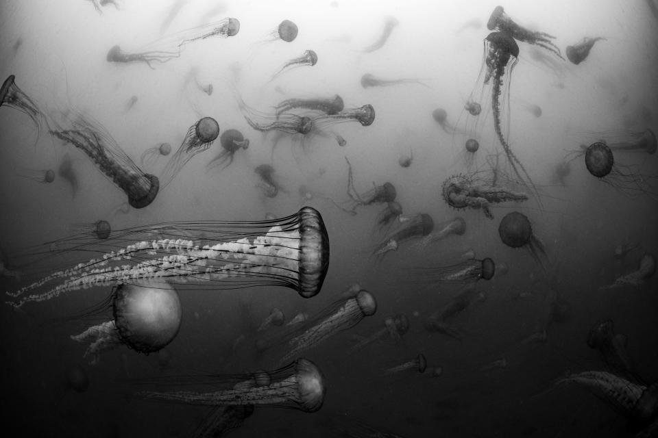 Sea nettles float through murky water trailing long, stinging tentacles.