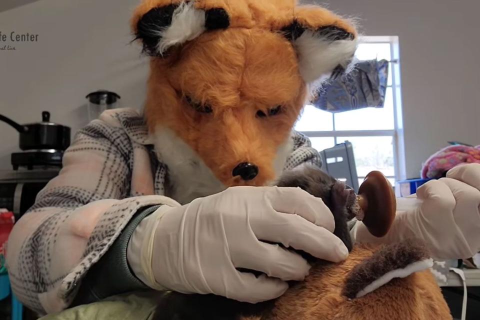<p>Richmond Wildlife Center</p> A Richmond Wildlife Center staff member feeding a fox kit while wearing a fox mask