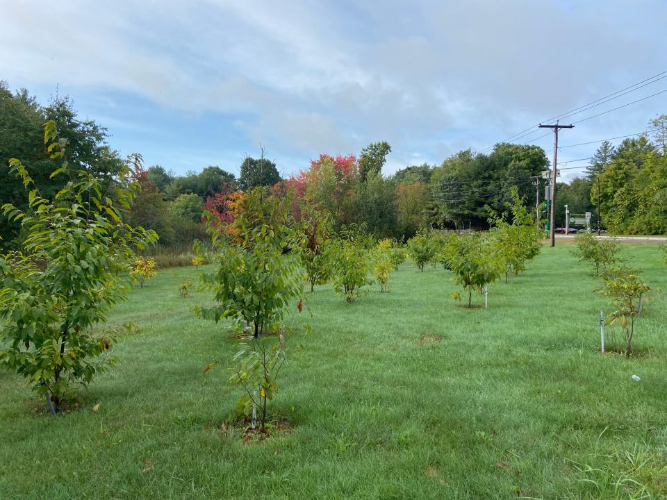 Trees growing at the Tantasqua American Chestnut Research Orchard.