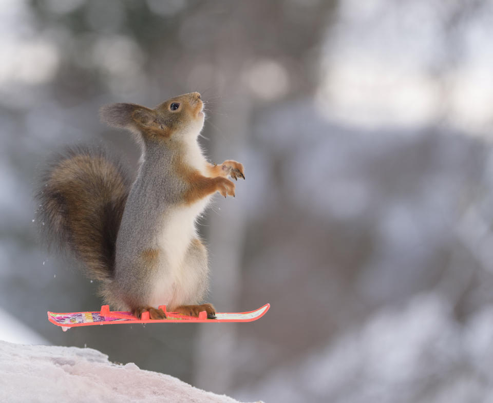 These hilarious photos show squirrels making the most of the winter weather - as they pose on miniature wooden SKIS and toy snowmobiles. The clever little red squirrels look like they are having a great time frolicking around in the snow and enjoying a winter holiday, as they appear to hover mid-air on their wooden skis and tiny toy vehicles. And the animals are rewarded for their sporting endeavours with snacks - as photographer Geert Weggen hides nuts on or nearby all of his props to encourage the squirrels to be part of the festive scene.