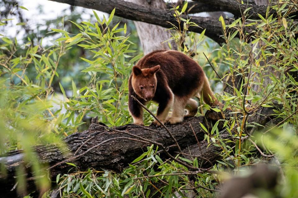 1Ein Baumkänguru klettert auf einem Baumstamm im Alfred-Brehm-Haus im Berliner Tierpark herum..<span class="copyright">Paul Zinken / dpa</span>