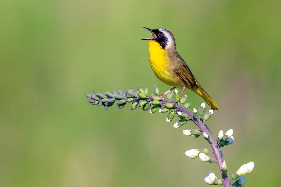 Common Yellowthroat