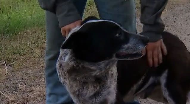 The dog led Aurora's grandmother to the missing girl. Source: 7 News