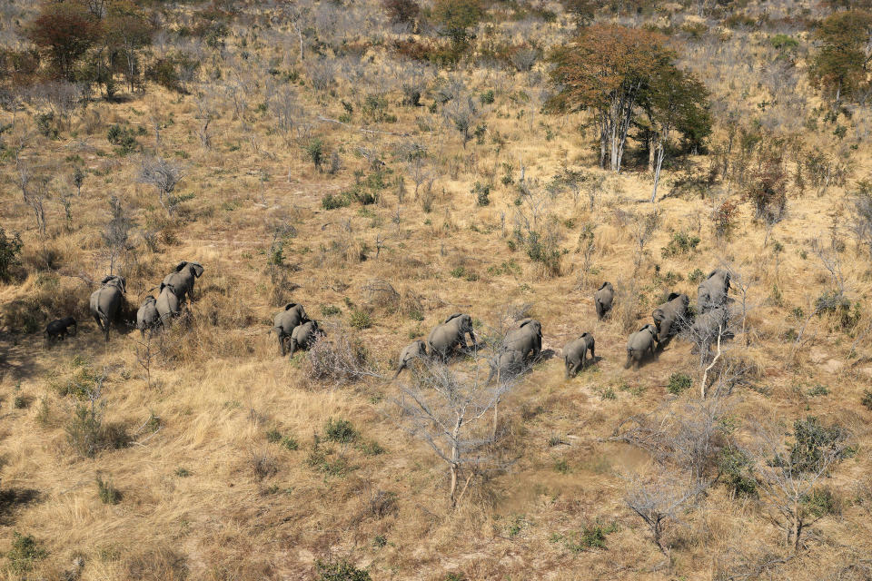 Image: A herd of elephants walk through the bush near Seronga, in the Okavango Delta, Botswana (Thalefang Charles / Reuters)
