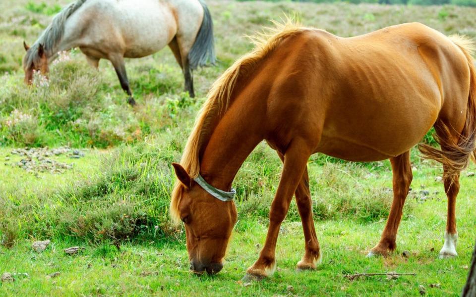 It is thought the New Forest pony was shot by poachers - iStockphoto