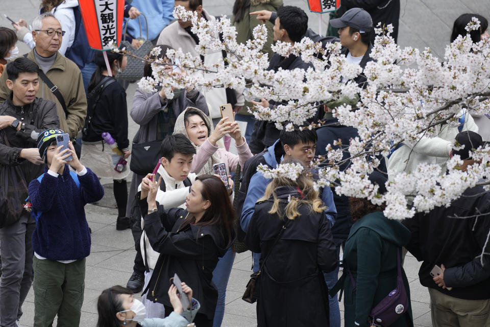 Visitantes toman fotografías de la floración de los cerezos en el Parque Ueno, el 5 de abril de 2024, en Tokio. Multitudes se reunieron en Tokio para disfrutar de los famosos cerezos en flor de Japón, que en la capital están floreciendo más tarde de lo esperado debido al frío. (AP Foto/Eugene Hoshiko)