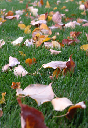 Mulching Leaves - Close-Up Shot