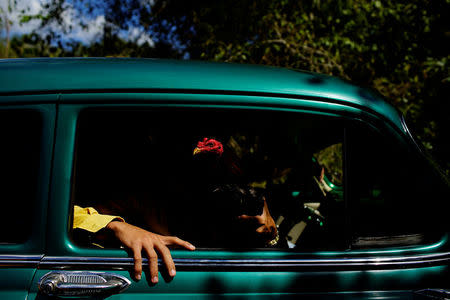 Cockfighting enthusiasts show a rooster through the window of a vintage car on their way to a cockfighting arena at the outskirts of Ciro Redondo, central region of Ciego de Avila province, Cuba, February 15, 2017. REUTERS/Alexandre Meneghini