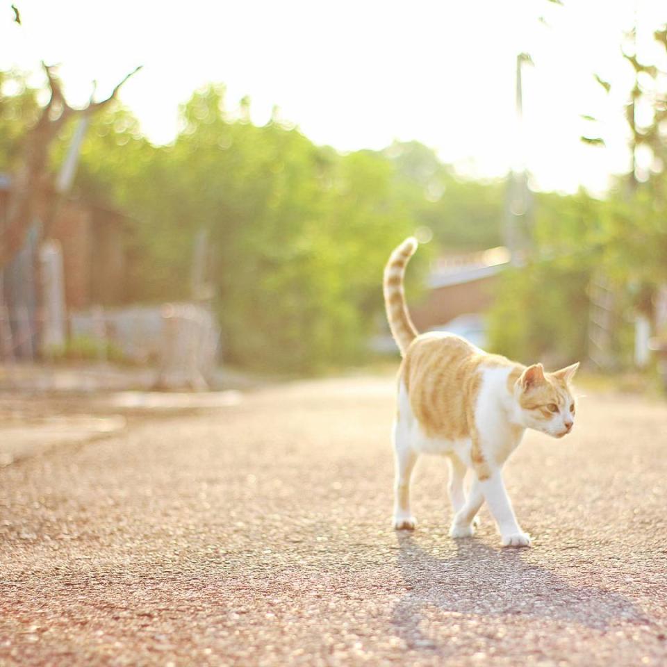 來到台鹼宿舍附近，可以看到不少貓咪的蹤跡。（圖片來源／Instagram－frank_1977）