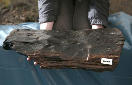 A piece of timber from a house, unearthed by archaeologists is displayed by a member of the University of Cambridge Archaeological Unit, who are uncovering Bronze Age wooden houses, preserved in silt, from a quarry near Peterborough, Britain, January 12, 2016. REUTERS/Peter Nicholls