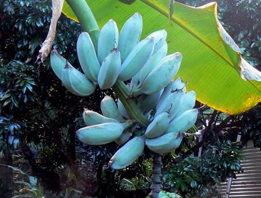 「爪哇藍蕉」(Blue Java Banana)原產於澳洲、夏威夷和亞洲地區。（圖／翻攝自ghraaib推特）