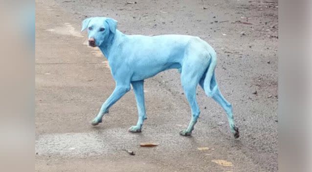 Amazing photos shows the dogs with bright blue coats from the dye. Photo: Facebook/ Arati Chauhan