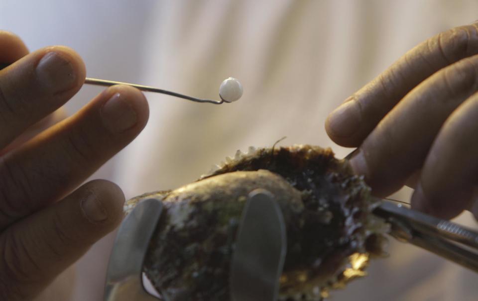 In this Wednesday, April 4, 2012 photo, a technician of Pearl Farm inserts a bead, made from mother of pearl oyster shells, inside a live oyster at the company's laboratory in Ras al-Khaimah. Implanting the bead will encourage the oyster to secrete nacre, which builds up in layers to form a cultured pearl. Long before the discovery of oil transformed the Gulf, the region's pearl divers were a mainstay of the economy. Their way of life, however, also was changed forever after Japanese researchers learned how to grow cultured pearls in 1930s. Now a collaboration between pearl traders in Japan and the United Arab Emirates had brought oyster farming to the UAE for the first time. (AP Photo/Kamran Jebreili)