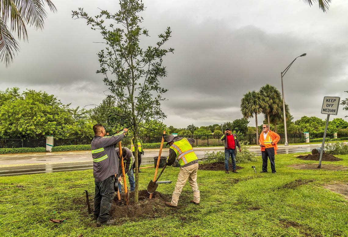 County parks superintendent Alfredo Rivero (far right) supervises a county tree-planting project along NW 199th Street in Miami Gardens on June 06, 2023. Pedro Portal/pportal@miamiherald.com