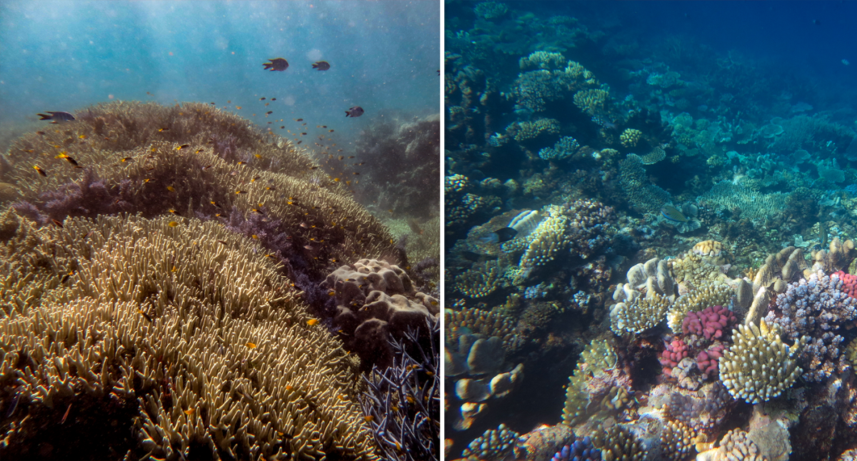 Fears for future of Great Barrier Reef despite new coral growth