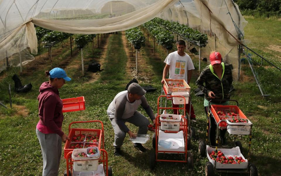  Strawberry Picking in Favesham - DANIEL LEAL-OLIVAS